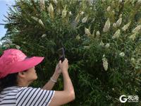 蝶恋花：竹子庵公园醉鱼草花盛开