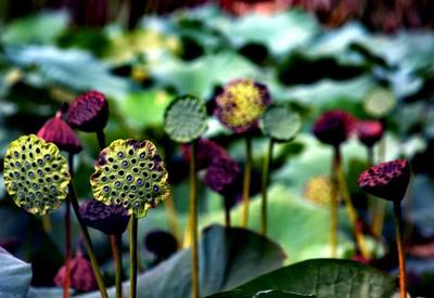 中山公园荷塘实拍：第5张美炸了