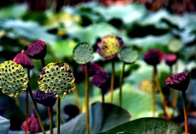 仙气十足！美轮美奂荷塘秋色