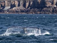 疫情影响澳大利亚观鲸小镇旅游业