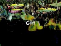 仙气十足！美轮美奂荷塘秋色