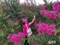 一串串、一簇簇，青岛紫薇园花开如火如荼