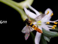 萌萌的昆虫世界，用微距带你看个够