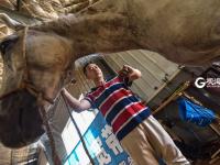 小马哥和他的骏马们