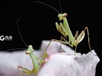 萌萌的昆虫世界，用微距带你看个够