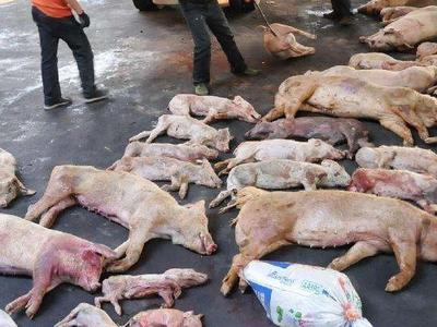 病死、毒死禽畜肉类……市场监管总局部署肉制品生产重点检查