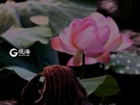 仙气十足！美轮美奂荷塘秋色