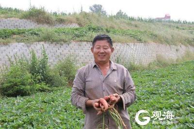 规模化种植+订单式服务 莱西：小红薯也有大市场