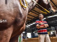 小马哥和他的骏马们