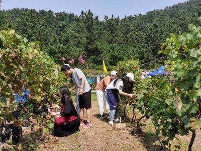 酒香果香醉人！第六届华东百利葡萄采摘节开幕，快来体会丰收的喜悦