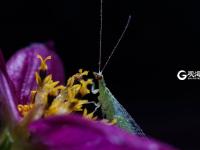 萌萌的昆虫世界，用微距带你看个够