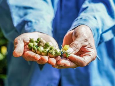 云雾山间出好茶 在崂山有这样一处“世外茶园”