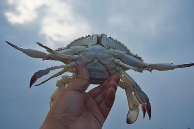 开海啦！ “虾兵蟹将”重登吃货们的餐桌
