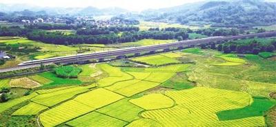 高！袁隆平超级稻云南基地连续4年平均亩产超1100千克
