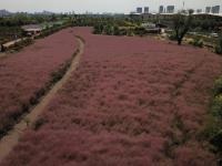 千亩网红粉黛草红遍羊毛沟湿地公园