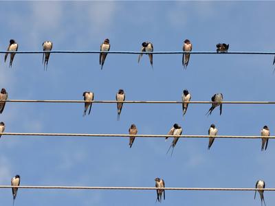 青岛现奇景！数百燕子站在电线上开大会