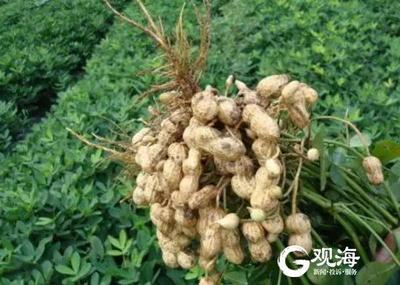 高油酸花生有“文章”   莱西市小花生渐成大产业