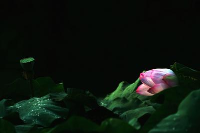 中山公园荷塘实拍：第5张美炸了