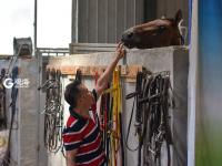 小马哥和他的骏马们