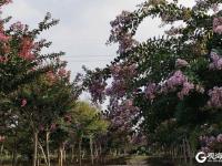 城阳区：青岛紫薇园花开如火如荼
