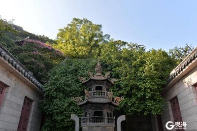 崂山明霞洞：六百年紫薇花开正艳，多图呈现，带给别样的崂山美景