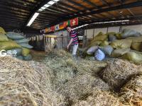 小马哥和他的骏马们