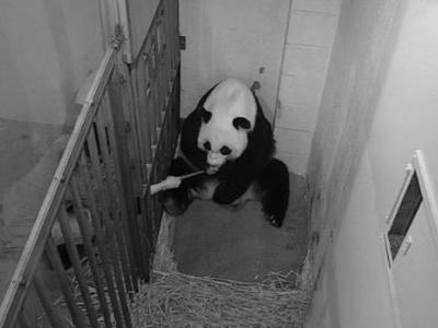 华盛顿动物园对大熊猫美香照顾不周？相关情况说明来了