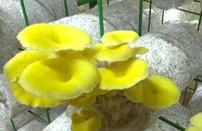 即墨区：五彩小蘑菇 致富大产业