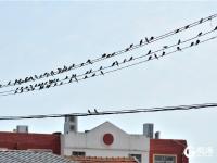 青岛现奇景！数百燕子站在电线上开大会
