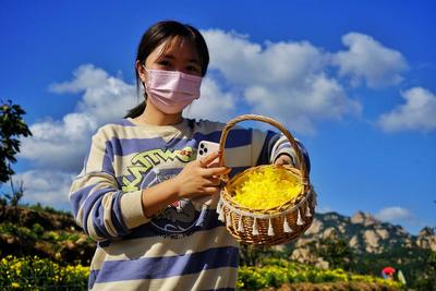 秋风送爽，仙菊开摘