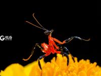 萌萌的昆虫世界，用微距带你看个够