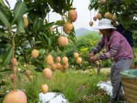 云南华坪：芒果飘香果农忙