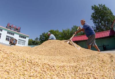 风吹稻田千层浪 盐碱地上蓝村大米丰收忙