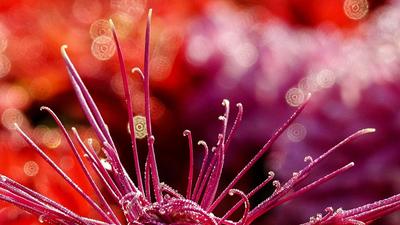 一花一世界|观海镜赛六月大赏