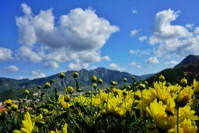 秋风送爽，仙菊开摘