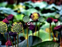 仙气十足！美轮美奂荷塘秋色