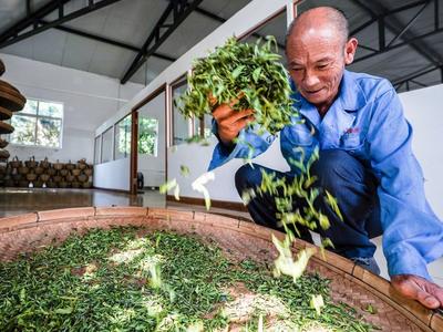 云雾山间出好茶 在崂山有这样一处“世外茶园”