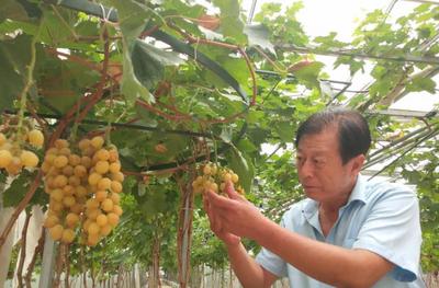 平度市仁兆镇沙北头村村民种植葡萄盆景效益惊人 一年四季成熟亩效益近30万