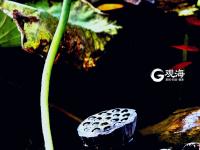 仙气十足！美轮美奂荷塘秋色