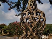 一串串、一簇簇，青岛紫薇园花开如火如荼