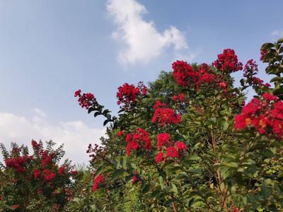 一串串、一簇簇，青岛紫薇园花开如火如荼