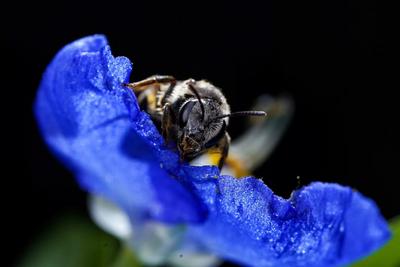 萌萌的昆虫世界，用微距带你看个够