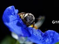 萌萌的昆虫世界，用微距带你看个够