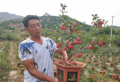 苹果栽进盆，财富来敲门！平度市旧店镇九山后村村民培育苹果盆景效益可观