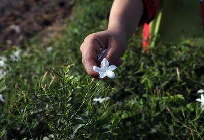 埃及：收获茉莉花