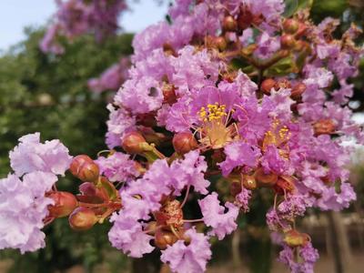 一串串、一簇簇，青岛紫薇园花开如火如荼