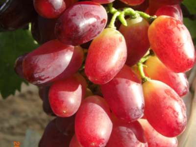 大泽山葡萄节，这些葡萄品种不容错过