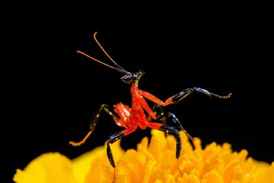 萌萌的昆虫世界，用微距带你看个够