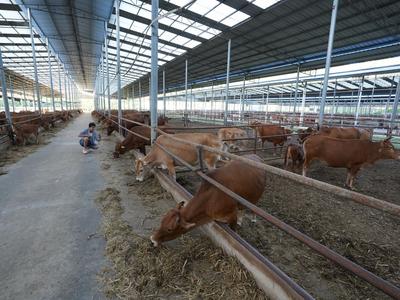 中国肉牛产业航母在青布局，鹏和境牛狂揽近16亿元合同订单