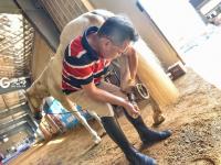 小马哥和他的骏马们